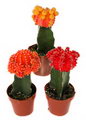ژیمینو,moon cactus